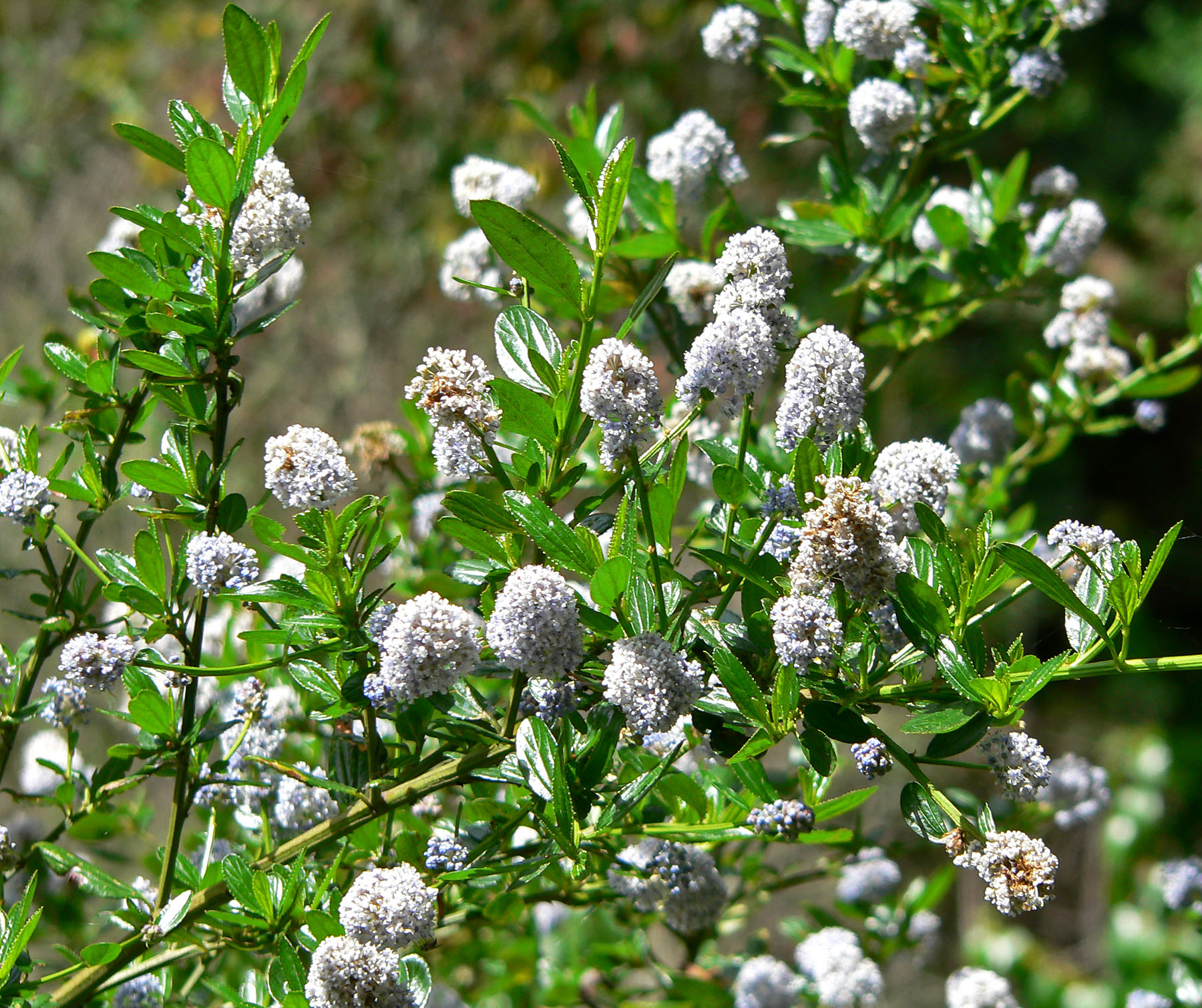 Ceanothus in bloom