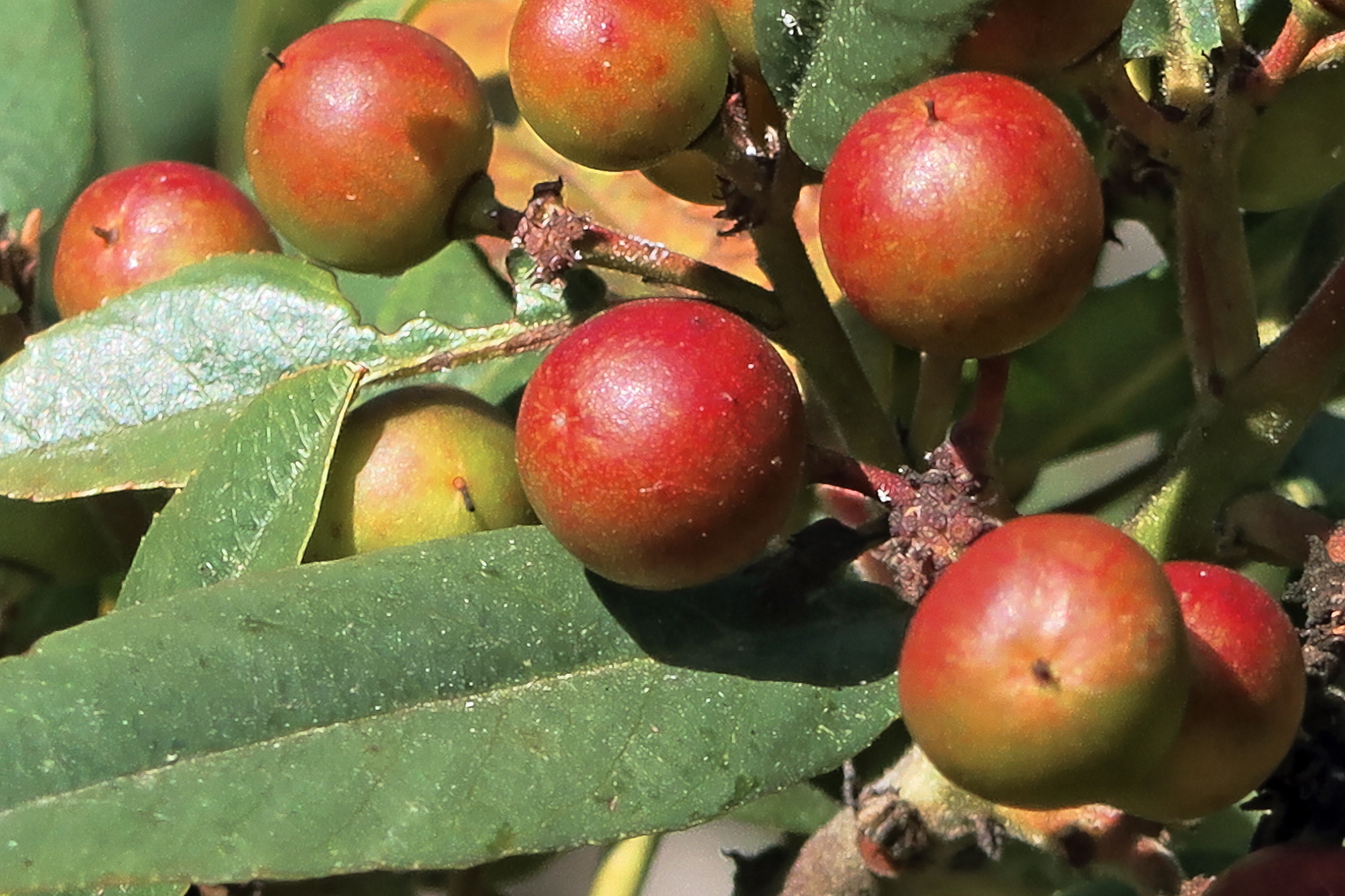 Coffeeberry shrub