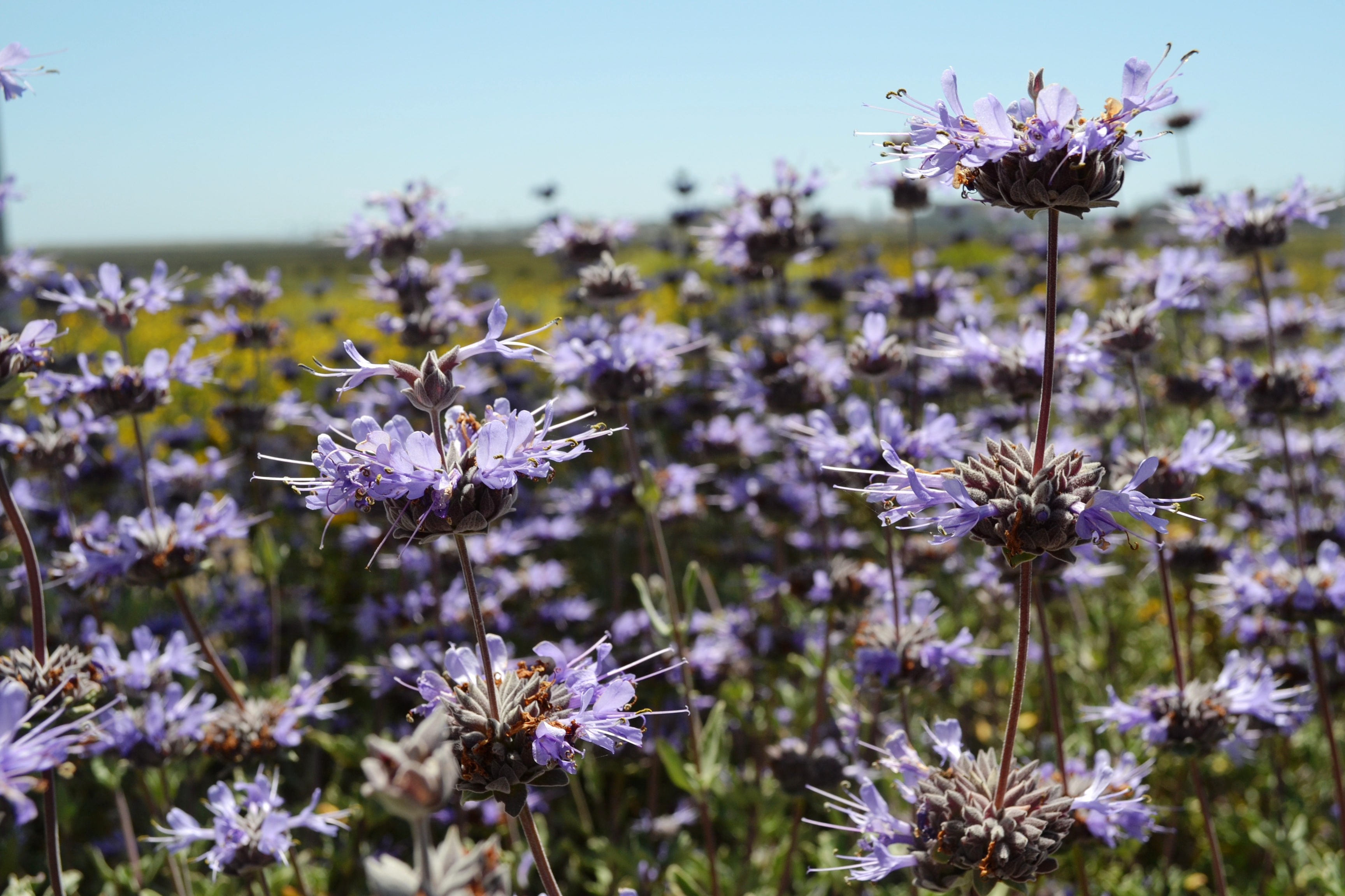 Salvia in bloom