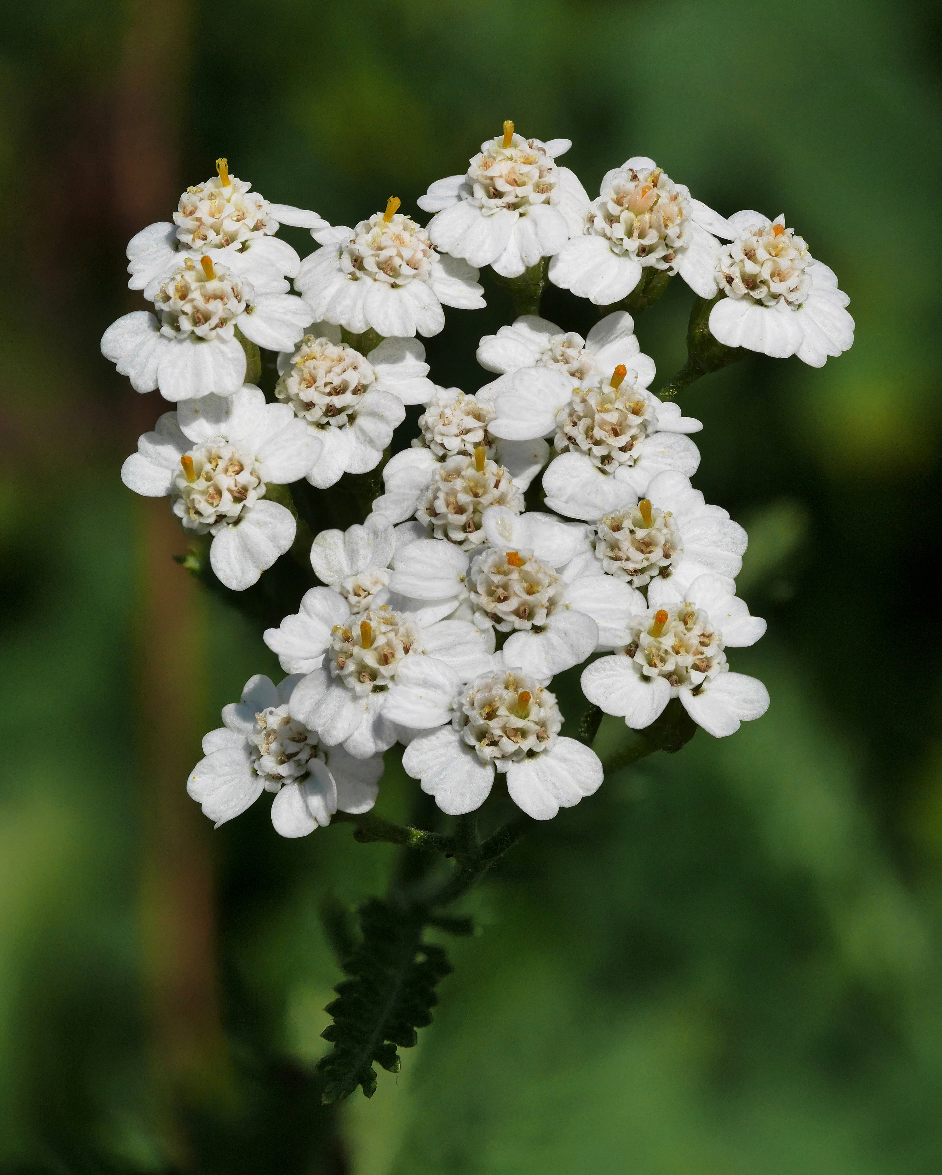 Yarrow flowers