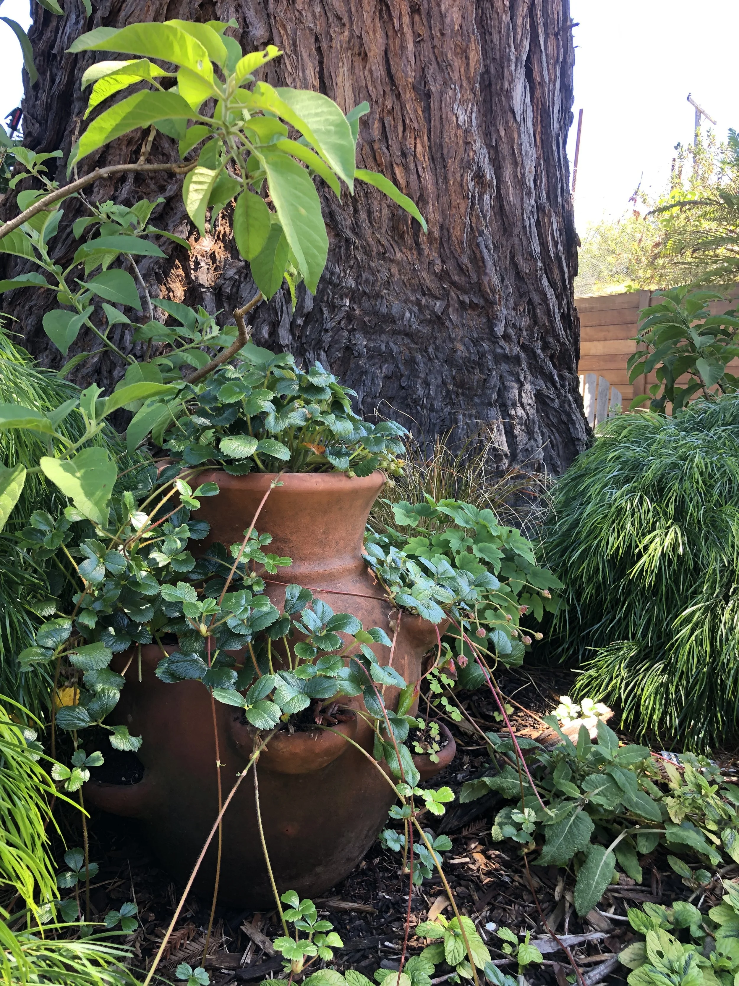 Our Gardens