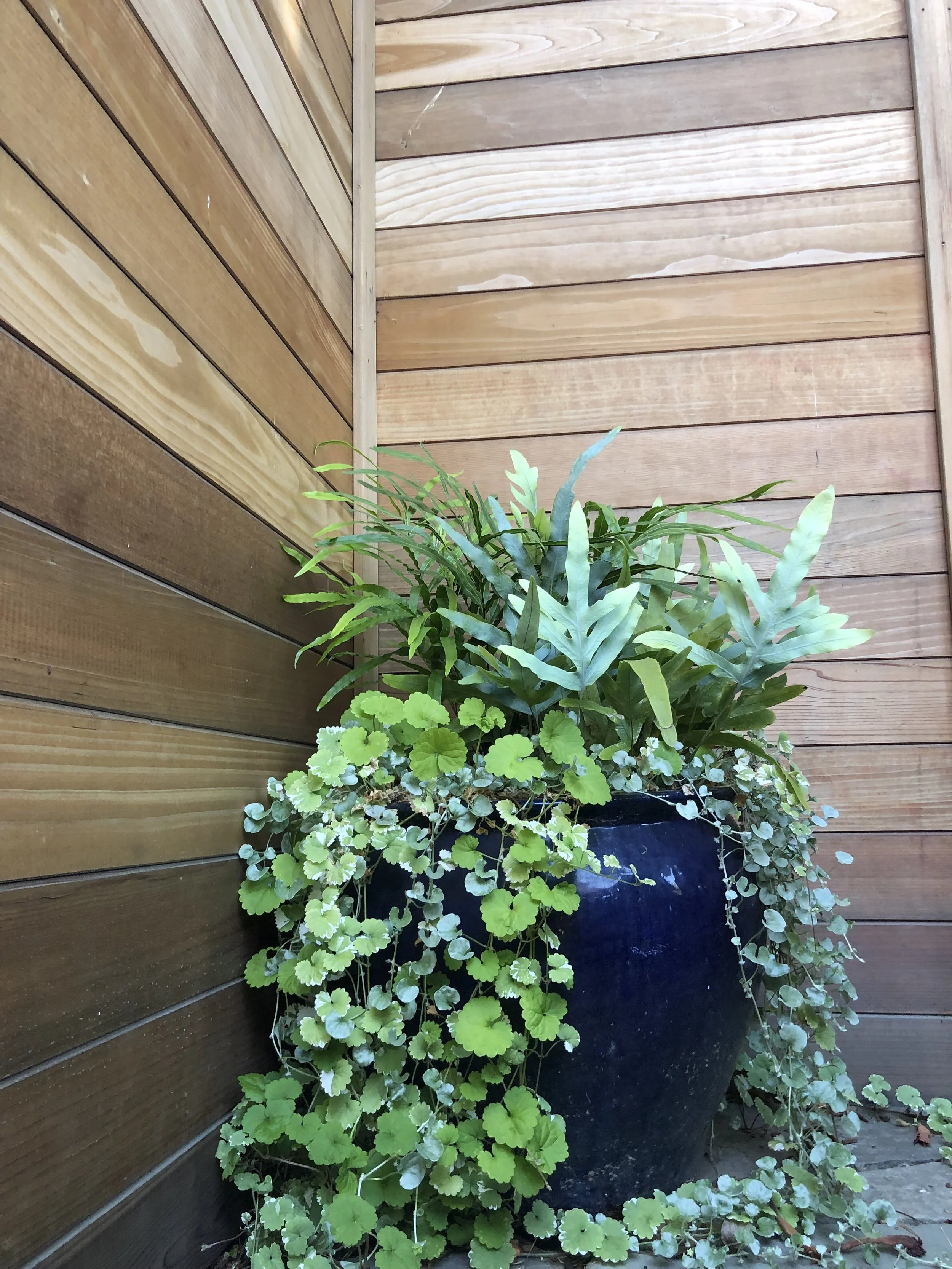 Our Gardens