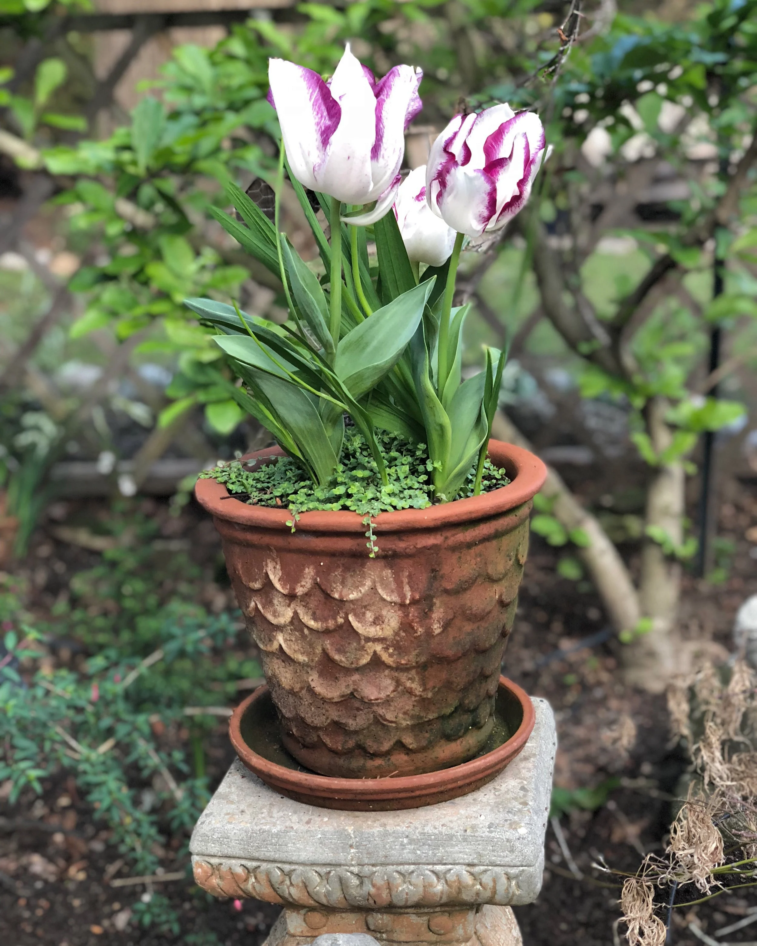 Purple tulips in a terracotta pot