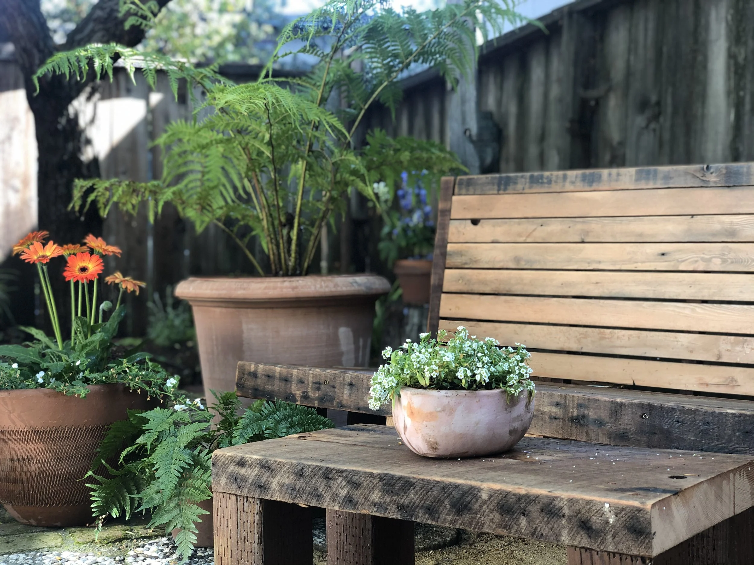 A Quarantine Patio — garden