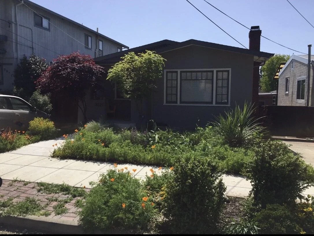 Front yard with poppies