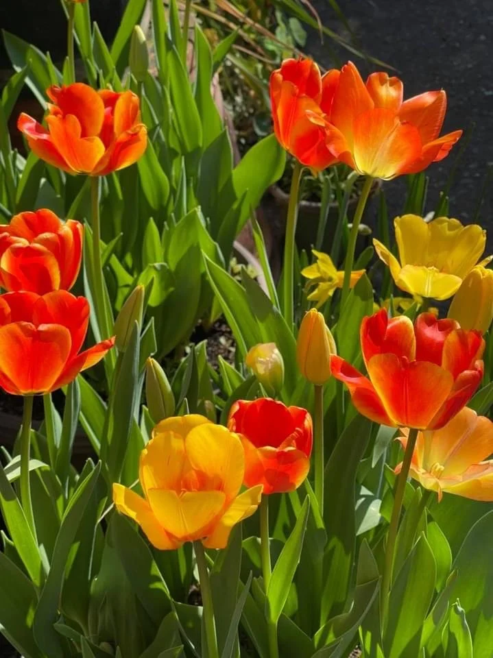 Orange and yellow tulips in full bloom