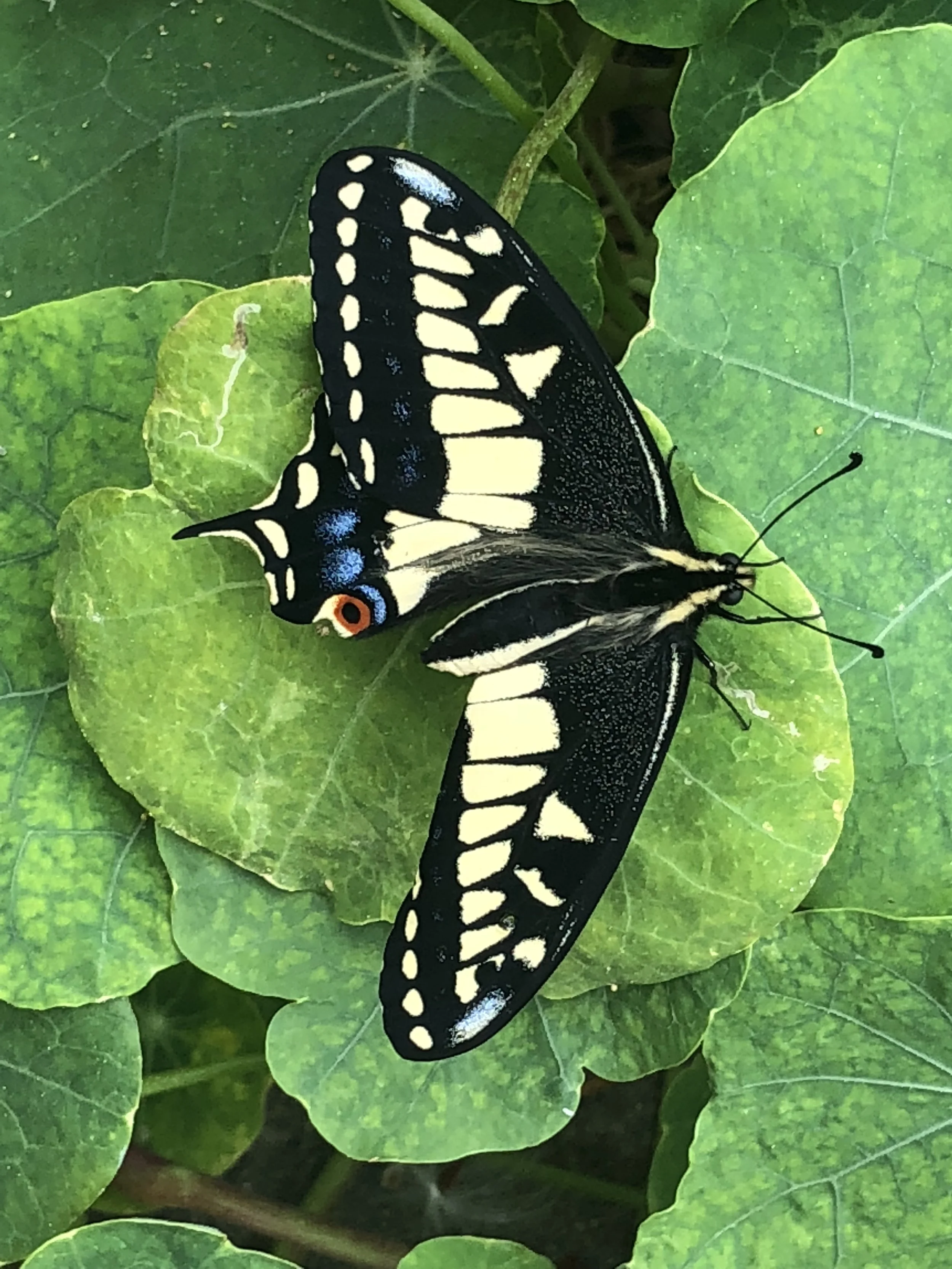 Black swallowtail butterfly