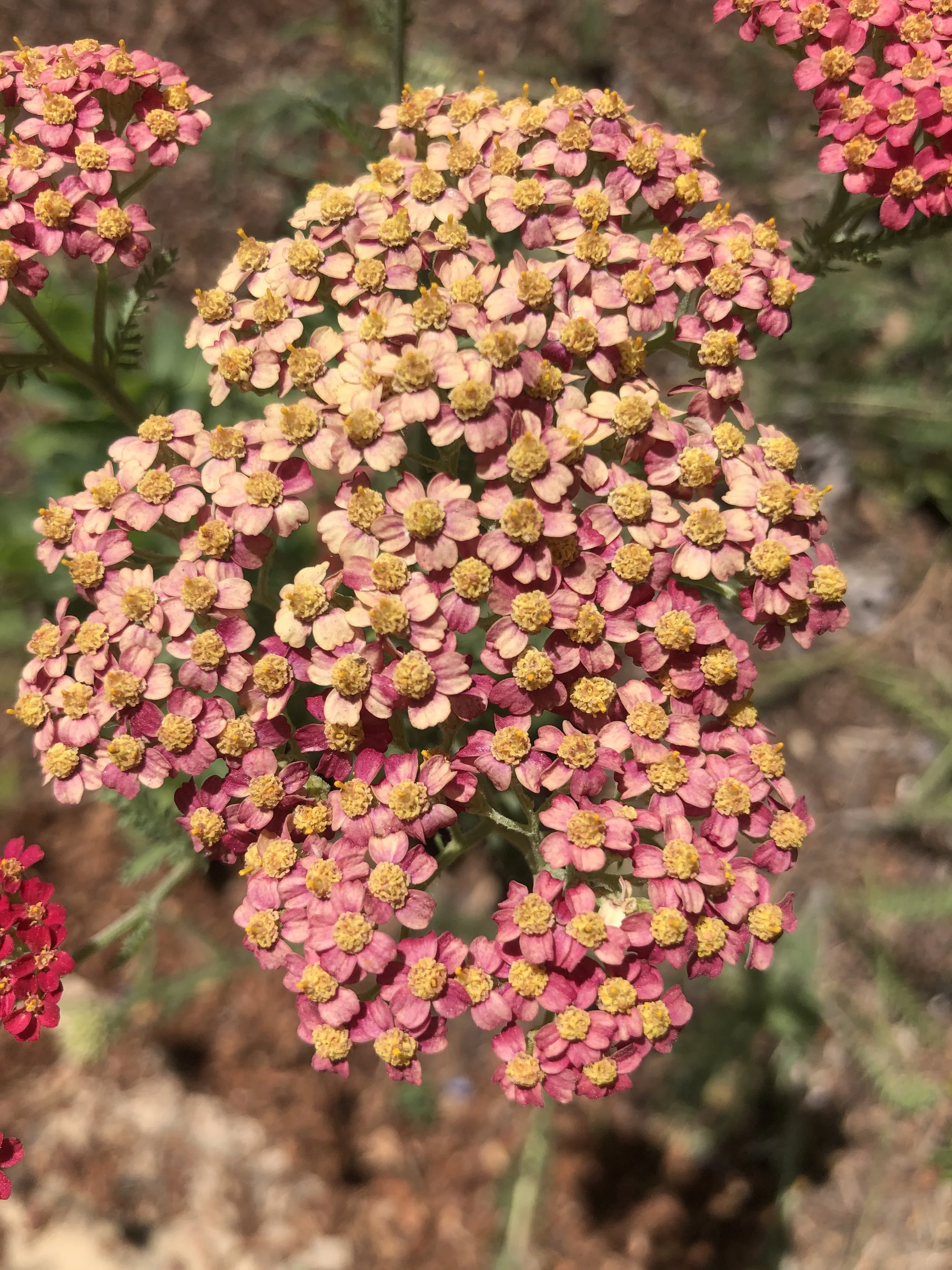 Yarrow flowers in bloom