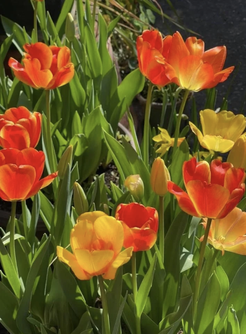Spring Planting